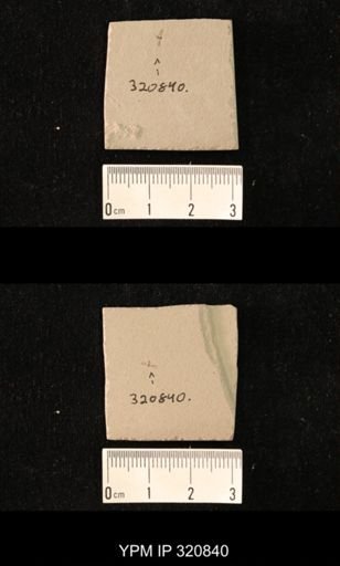 undet. Hemiptera