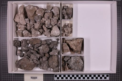 mixed taxa, stratigraphic collection