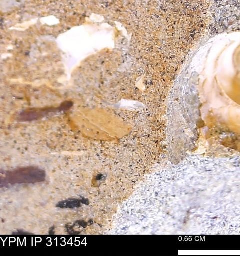 undet. Mollusca