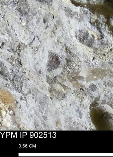 undet. Mollusca
