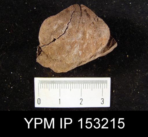 Rhynchonella augusta