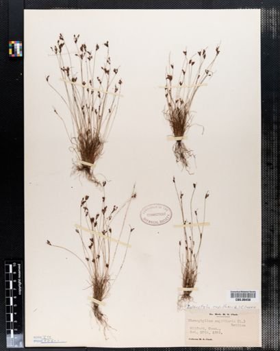 Bulbostylis capillaris