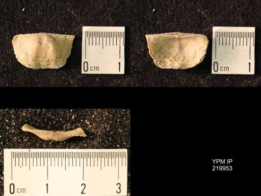 Chonetes sp.
