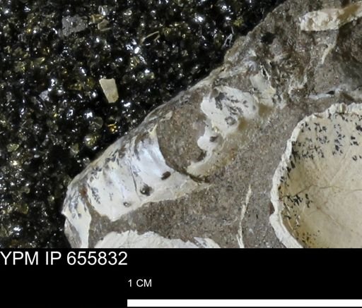 Hoploscaphites sp.