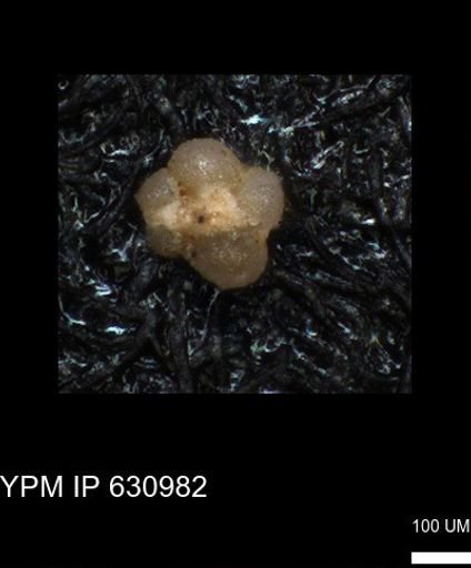 undet. Rugoglobigerinidae