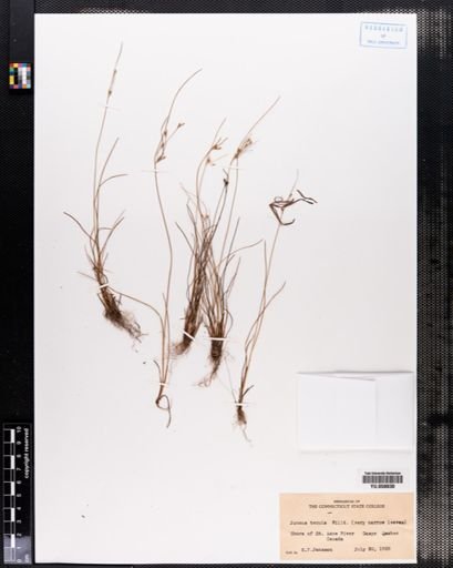 Juncus tenuis