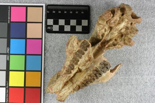 Agriochoerus antiquus dakotensis