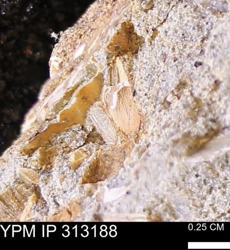 Corbicula
