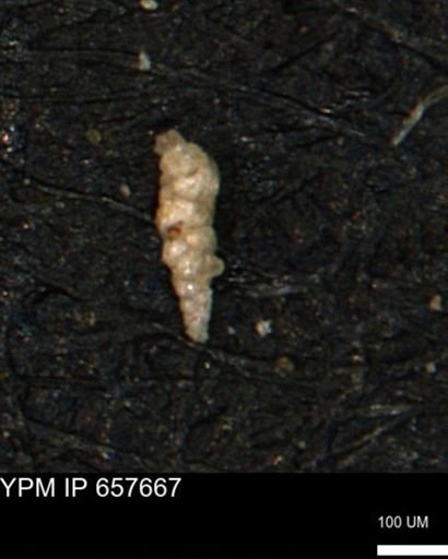 Verneuilinoides kansasensis