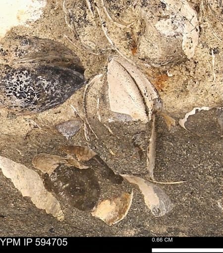 Protocardia sp.