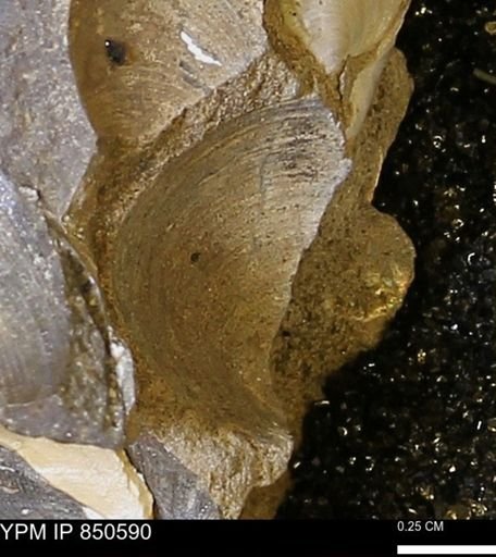 Limopsis striatopunctatus