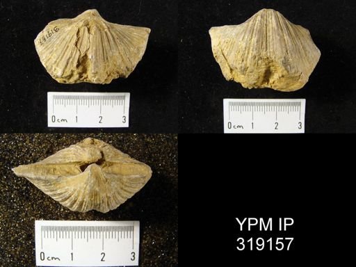 Spirifer cameratus