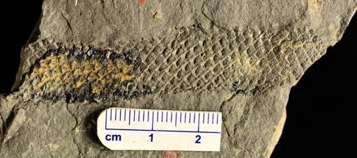 Lepidodendron sp.