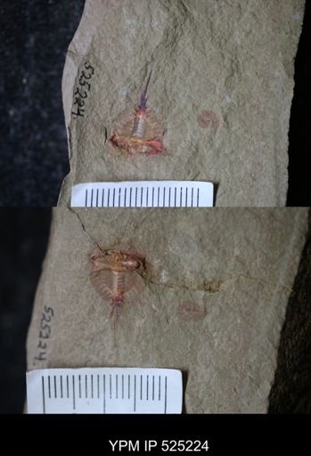 undet. Xiphosurida