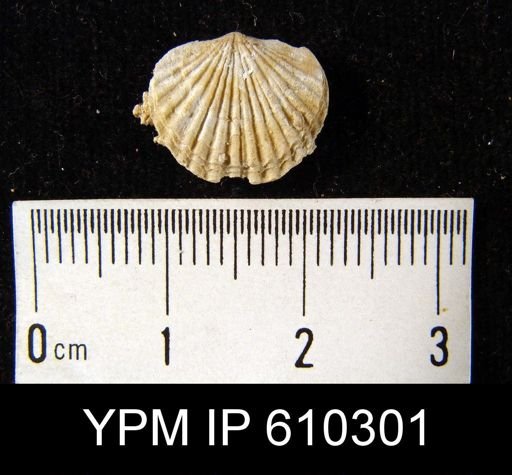 Anoplotheca planoconvexa