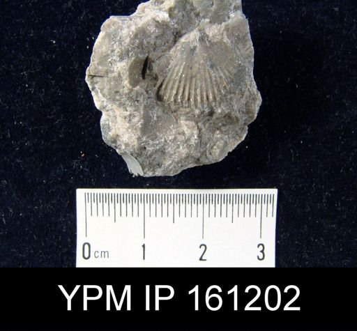 Dinorthis charletona