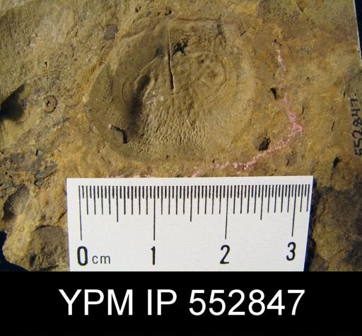 Productella striatula