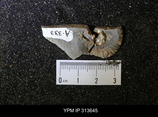 undet. Scaphitidae