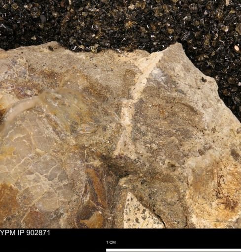 undet. Mollusca