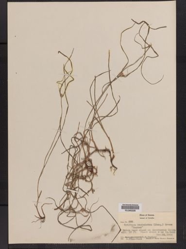 Plantae