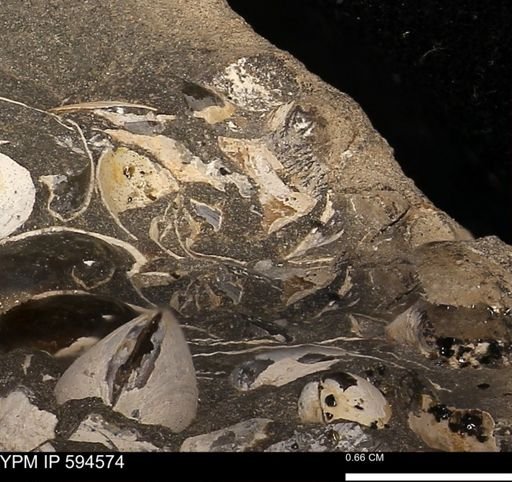 Protocardia sp.