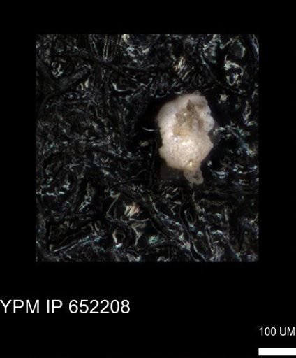undet. Foraminiferida