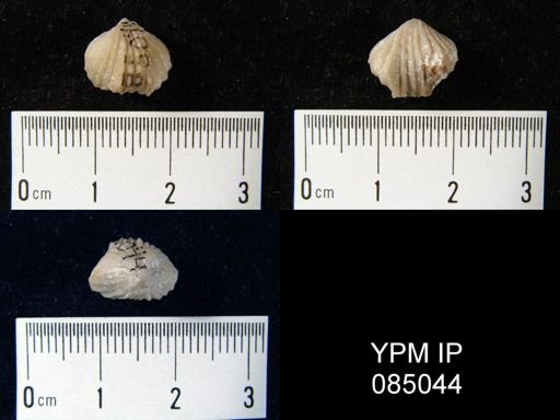 Camarotoechia borealis