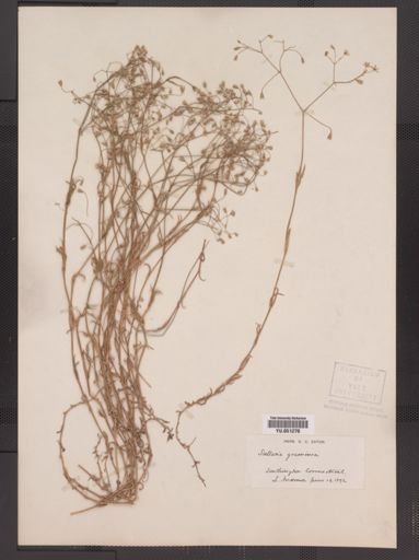 Stellaria graminea