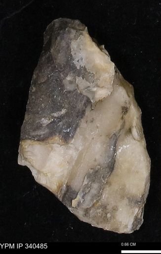 Ostrea glabra