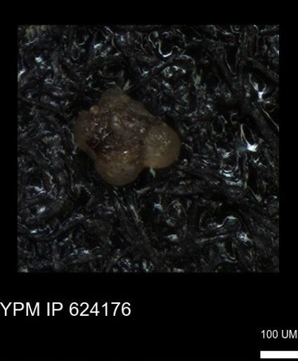 undet. Foraminiferida