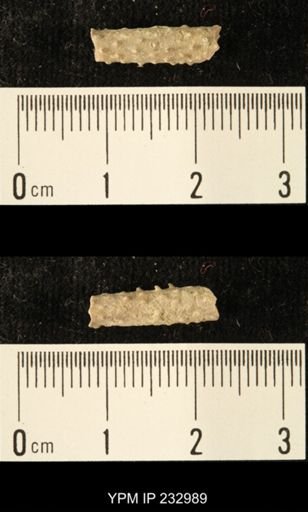 Archaeocidaris sp.