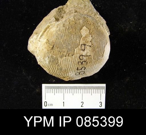 Linoproductus platyumbonus
