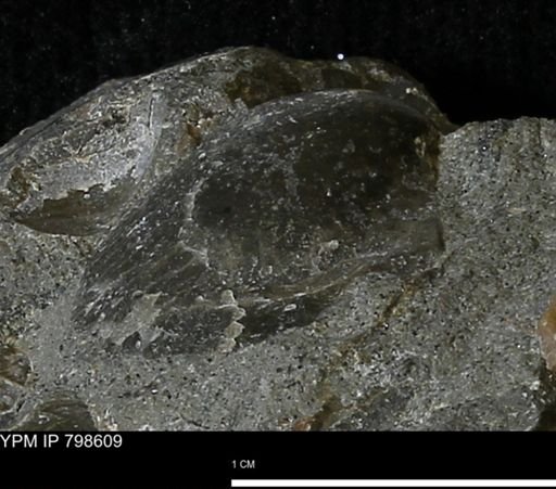 Oxytoma (Hypoxytoma) nebrascana