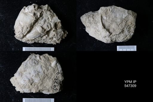 undet. Decapoda