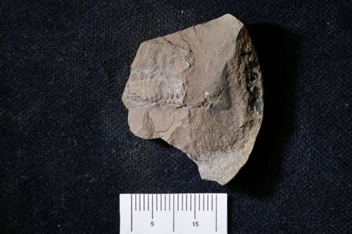 Pygocephalus gracilis