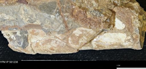 Baculites sp.