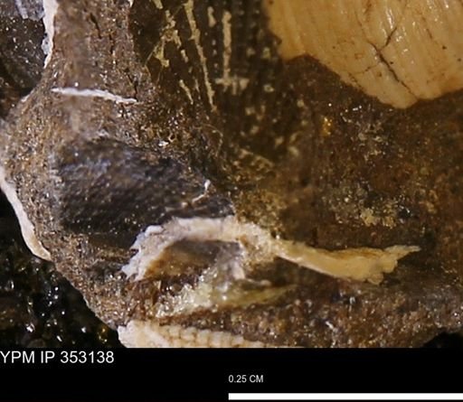 Limopsis striatopunctatus