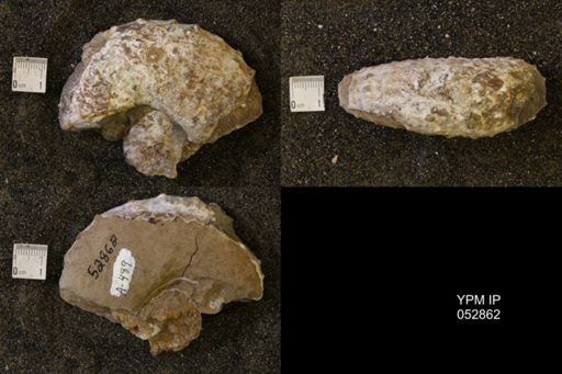 Discoscaphites gulosus