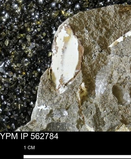 undet. Mollusca