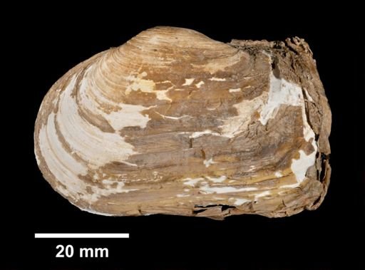 Mya truncata