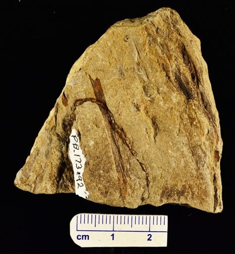 Zosterophyllum rhenanum