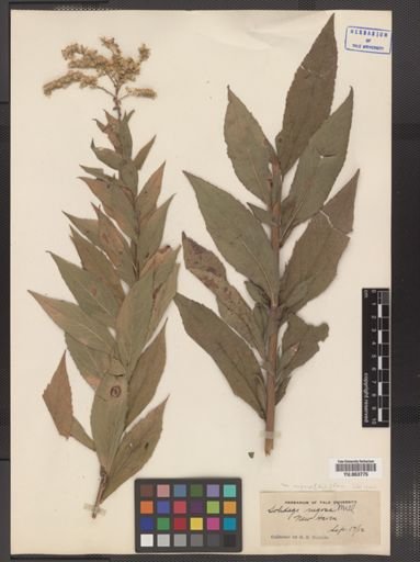 Solidago rugosa