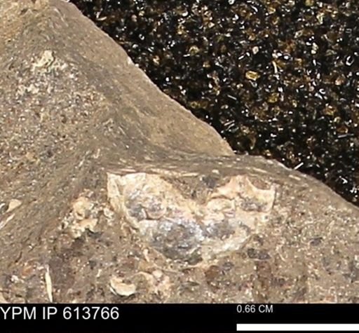 Scaphites sp.