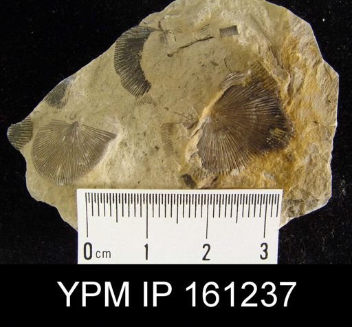 Schuchertella subplana