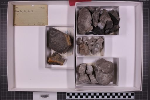 mixed taxa, stratigraphic collection