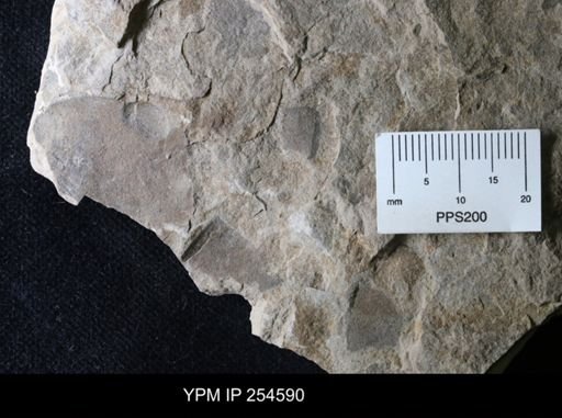 Waeringopterus sp.