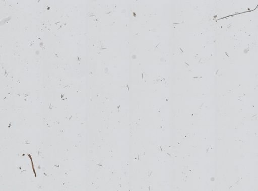 Chalinula loosanoffi