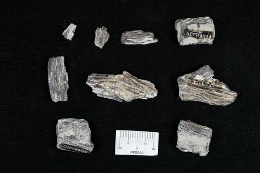undet. Actinopterygii