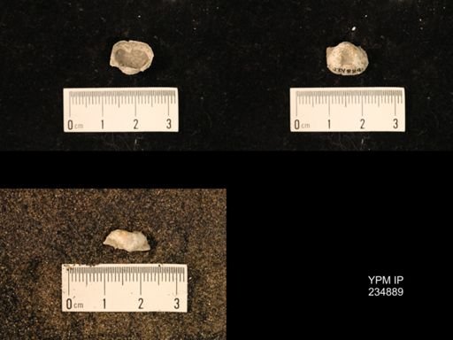 Marginifera fragilis