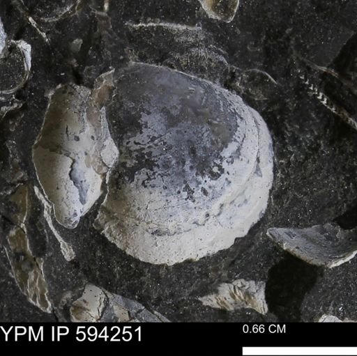Protocardia sp.